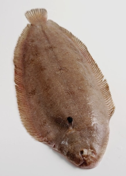 Dover Sole