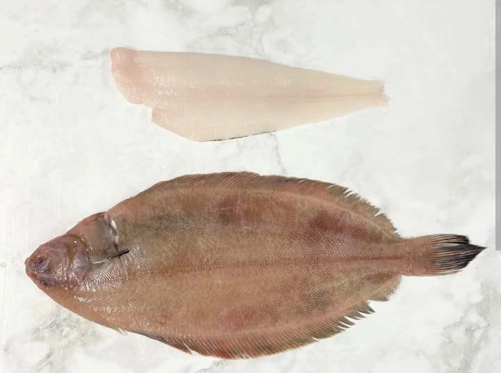 Grey Sole