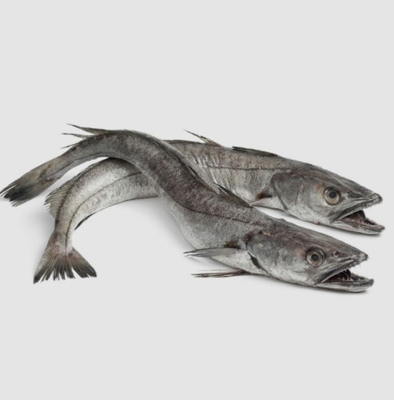 Hake