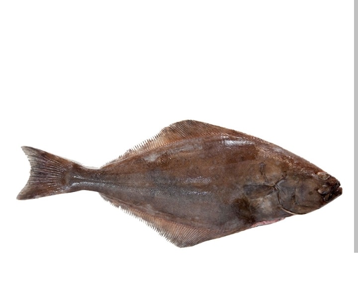Halibut