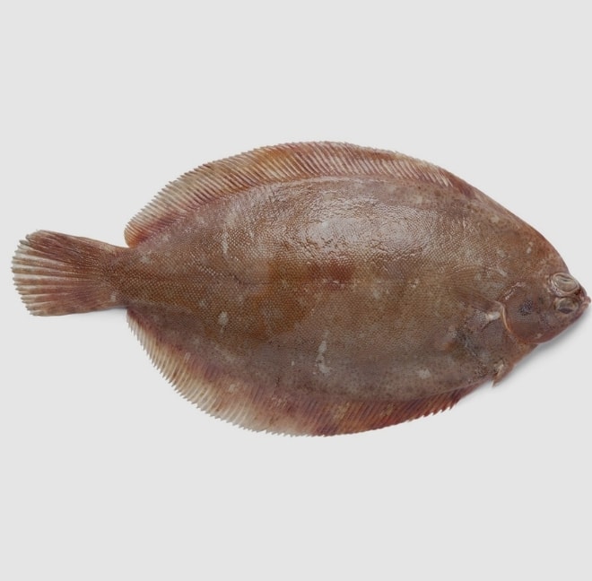 Lemon Sole