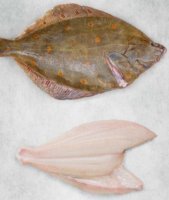 Plaice