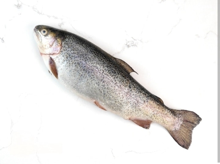 Rainbow Trout