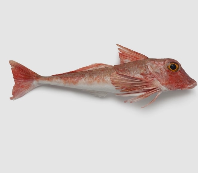 Red Gurnard