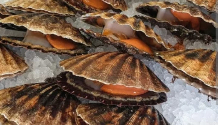 Scottish Scallops