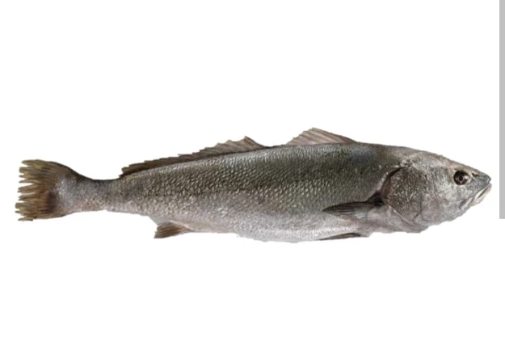 Stone Bass