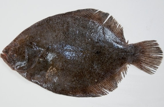 Turbot