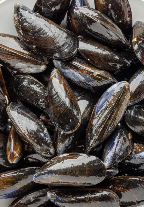 Scottish Mussels