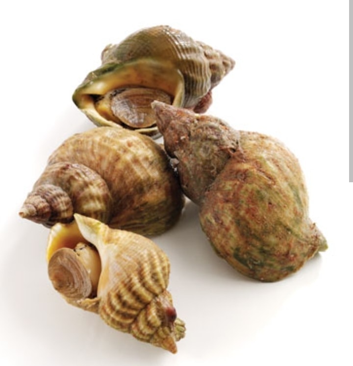 Whelks